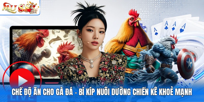Chế Độ Ăn Cho Gà Đá - Bí Kíp Nuôi Dưỡng Chiến Kê Khoẻ Mạnh