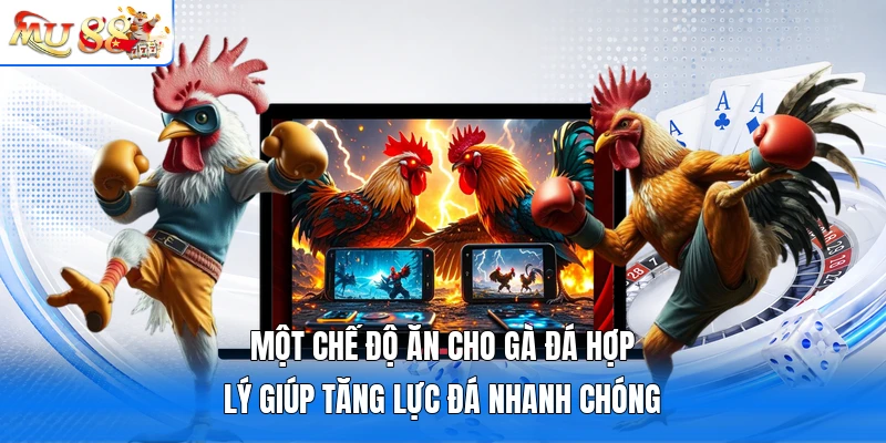Một chế độ ăn cho gà đá hợp lý giúp tăng lực đá nhanh chóng